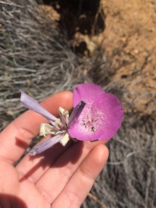 12.wildflower in hand