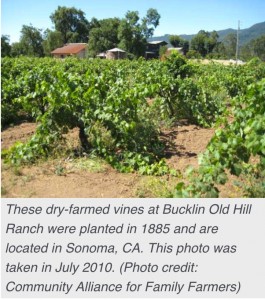 Dry Farm photo-1885 vines