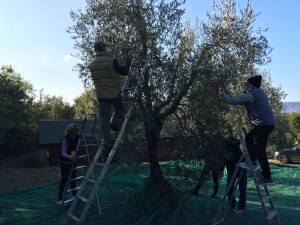 Group works together, each harvesting at different heights.