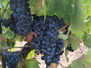 Zinfandel grapes ready for harvest