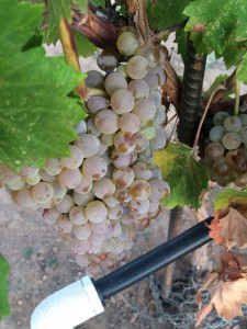 Pedro Ximénez grapes