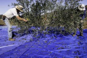 Olive harvesting with rake and tarp