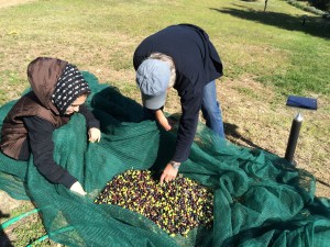 A tree's olives are gathered in the net and moved to a crate.