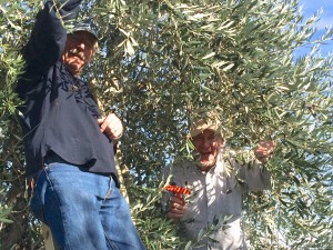 Steve and Emile share a joke in the treetop.