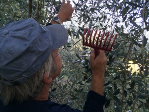 Steve 'rakes' olives from branch into net.