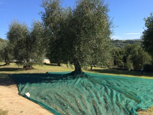 Olive tree ready to harvest.The net catches the olives.