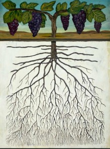 dry farm grape illustration