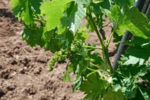 yoga new grape vines